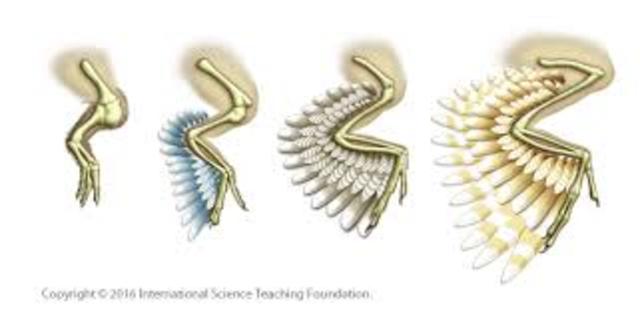 Transición de reptiles a aves.