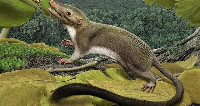 Evolución de los mamíferos