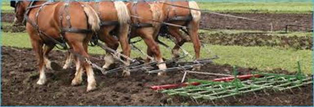 Spring tooth seedbed