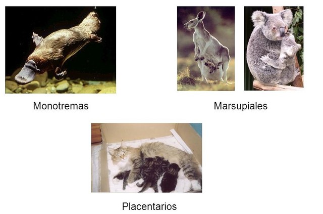 Desarrollo evolutivo de los mamiferos