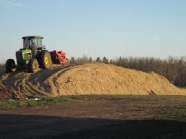 Corn Silage