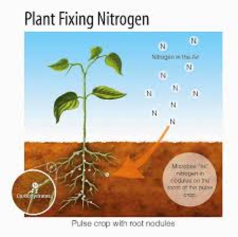 Nitrogen Fixation