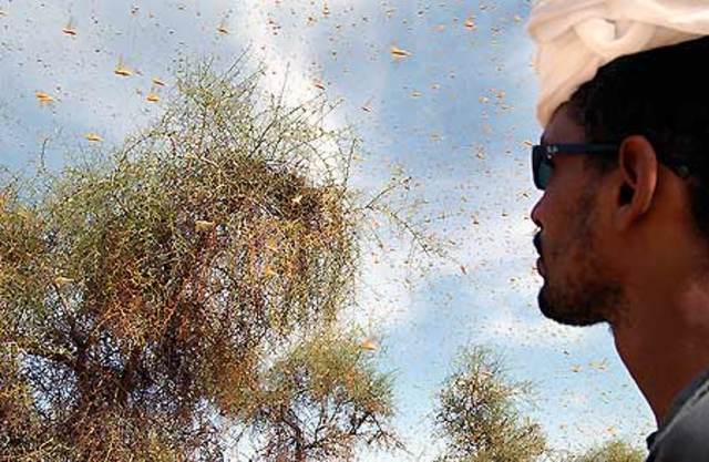 FAO creation of Locus Watch