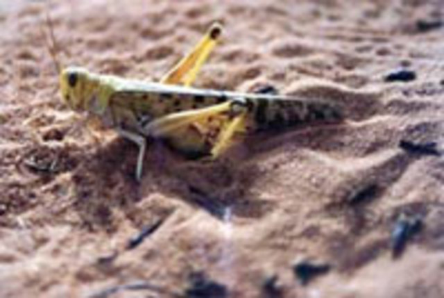 2004 Locus Swarm Emergency