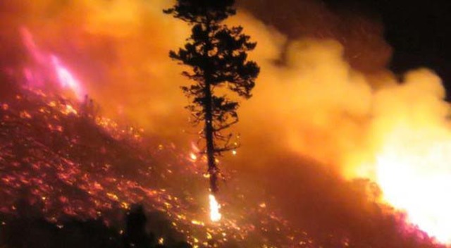 Consecuencias ambientales en los bosques