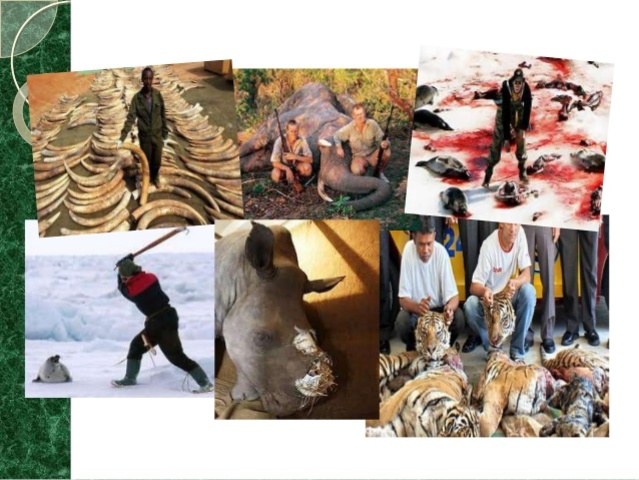 Exterminio de fauna salvaje