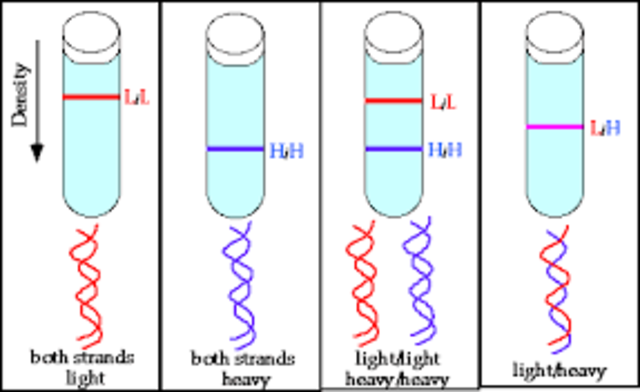 Meselson and Stahl work with DNA replication