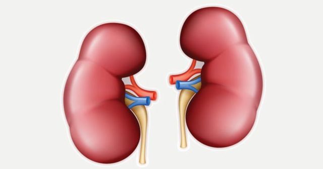 PRIMER ORGANO EN SER TRANSPLANTADO
