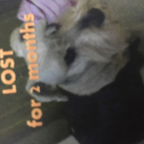My dog get lost :(