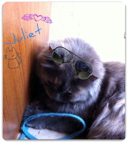 Juliet (My Pet Cat)