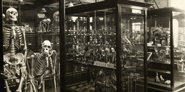 The Alfred Denny Museum