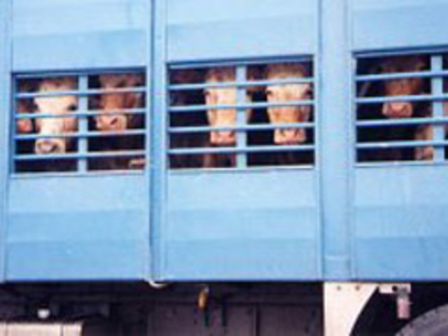 Twenty eight hour law