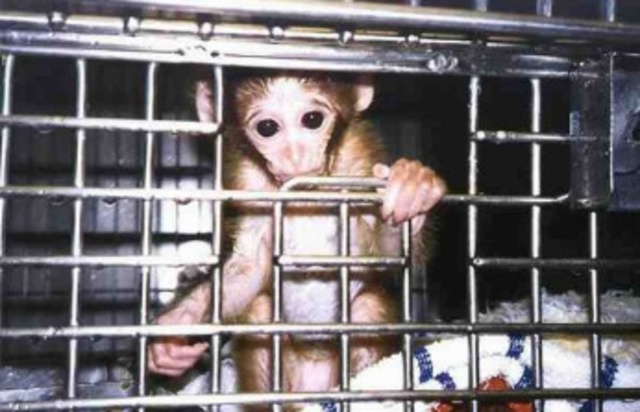 British Cruelty to Animal Act