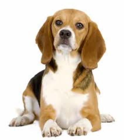 James Hodge vs The state