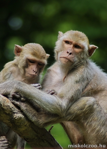 Megérkeztek a Vadaspark első majmai.