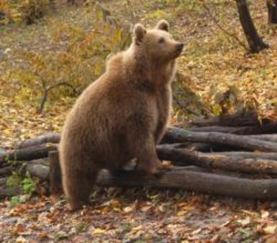 Megérkezett a Vadaspark első barnamedvéje Gabi maci.