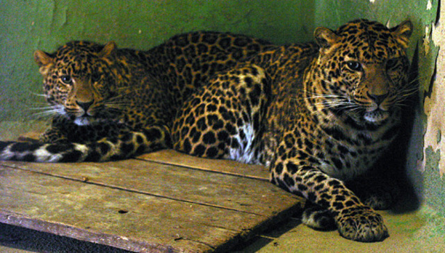 Megérkezett  Zénó, a bengáli tigris.