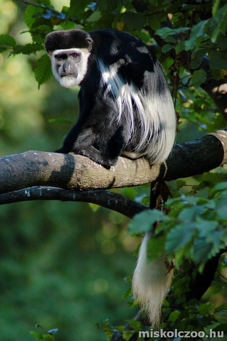 Megérkezett az első gereza, Flóri.