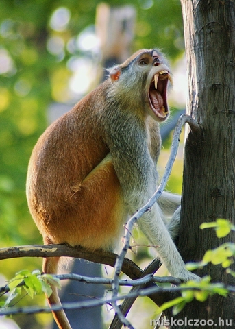 Budapestről megérkeztek a Vadaspark első huszármajmai.