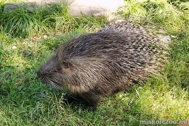 Fehérfarkú sülök érkeztek a Kassai Állatkertből.