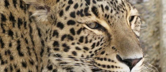 Megérkezett az első leopárd a vadasparkba.