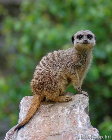 Beköltözött első szurikáta a vadasparkba