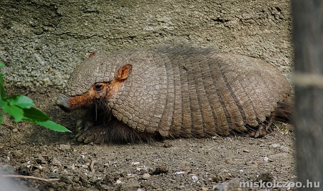 Nagy szőröstatuval gyarapodott a vadaspark állatgyűjteménye