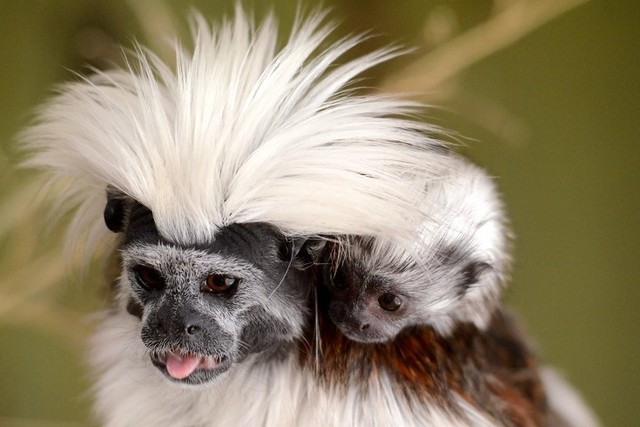 Megérkeztek az Ostravai Állatkertből az első Liszt-majmocskák.