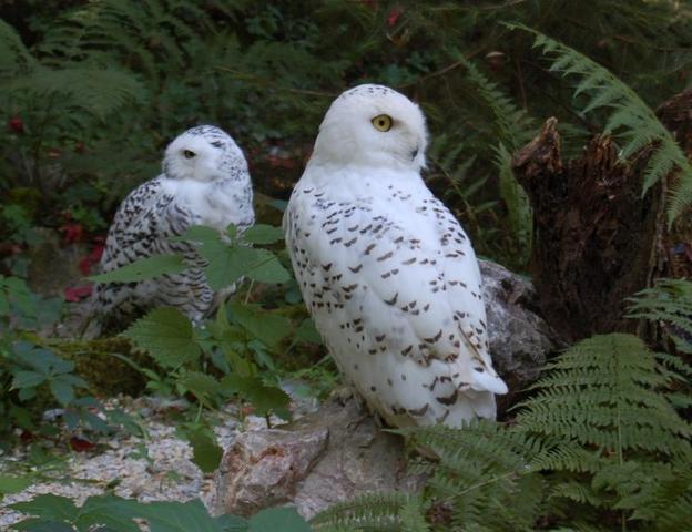 Hóbagoly először látható.