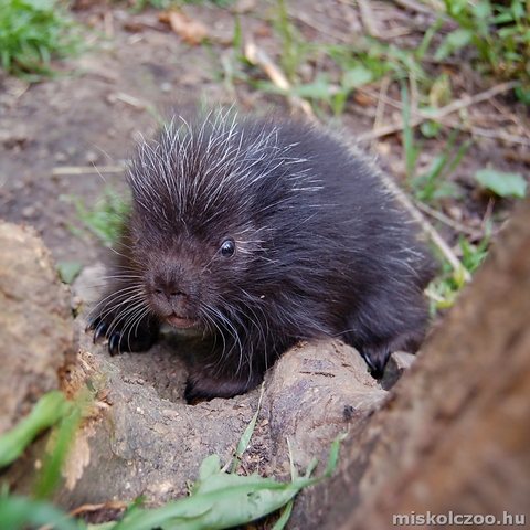 Észak-amerikai kúszósülök a Miskolci Állatkertben.