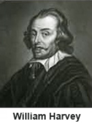 Discovering the circulation of blood