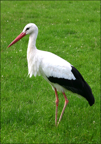 Stork In Warfare- http://memory.loc.gov/diglib/vhp/story/loc.natlib.afc2001001.20694/pageturner?ID=pm0250001