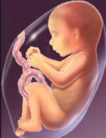 Other brain regions begin to function