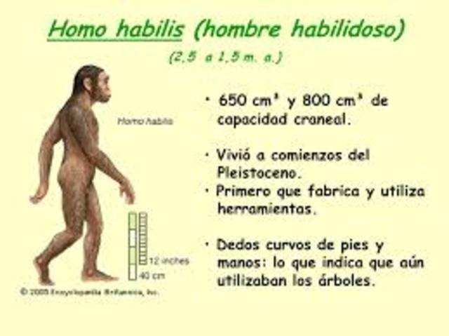 Homo Habilis