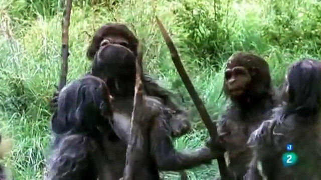 Homo habilis