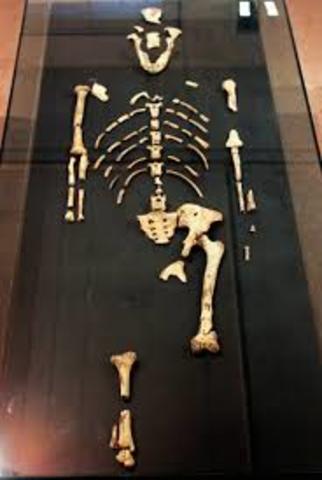 "Lucy" fossil discovered