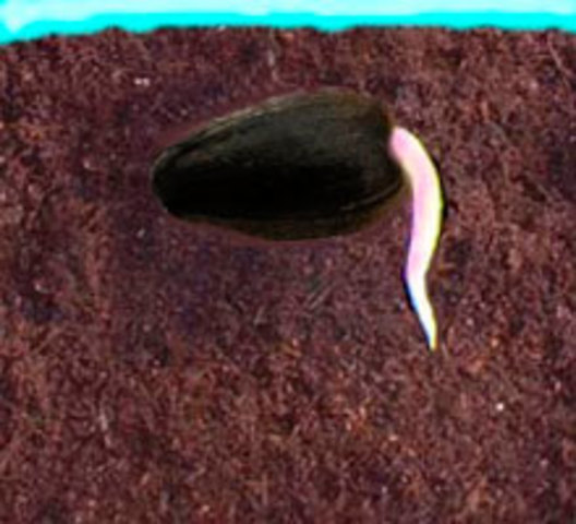 Прорастание