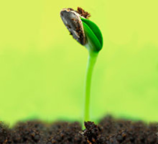 Рост растения