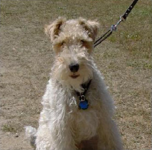 My dog Matty dieing.