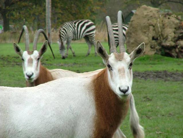First batch of Scimitar Oryx were introduced to Dublin Zoo from Edinburgh Zoo