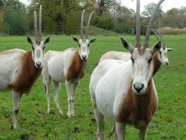2003 male born in Fota Wildlife, re-introduced to the wild in Dghoumes National Park.