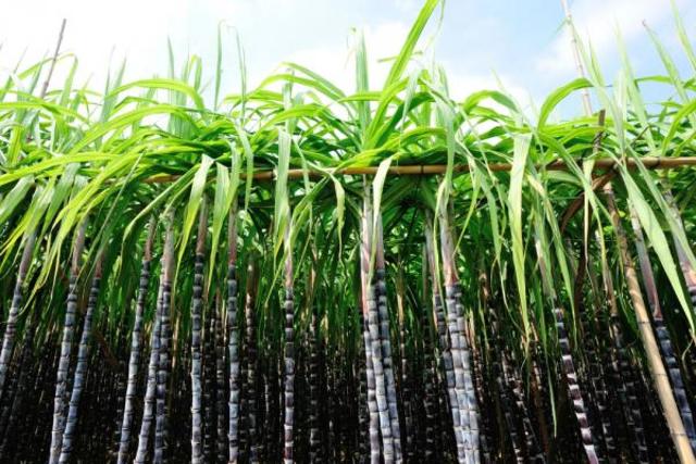 The Sugarcane Addiction