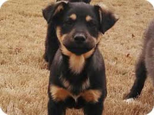 Getting my first dog