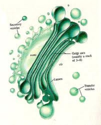 Golgi