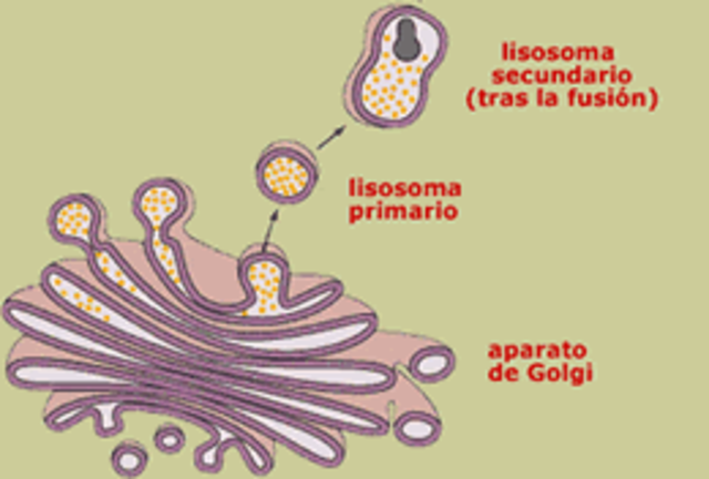Lisosomes