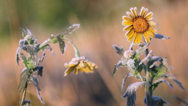The Parable of the sower (Mark 4:1-9)