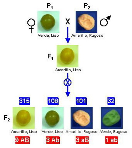 Descubrimientos de Mendel