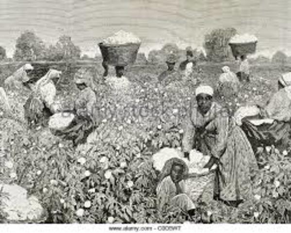 1793 invention of cotton gin  KING COTTON.