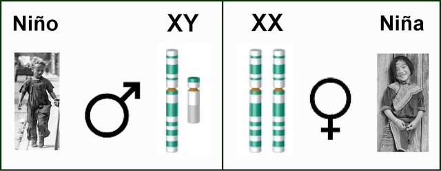 Cromosomas XX y XY