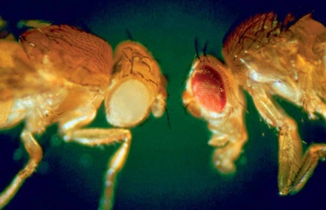 Teoría de la herencia sexual